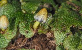 Attēlu rezultāti vaicājumam “Conocephalum salebrosum”