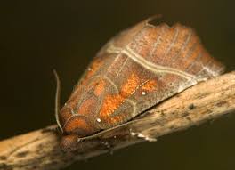 Attēlu rezultāti vaicājumam “Scoliopteryx libatrix”