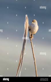 Attēlu rezultāti vaicājumam “Panurus biarmicus female”