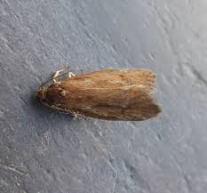 Attēlu rezultāti vaicājumam “Diurnea lipsiella male”