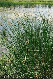 Attēlu rezultāti vaicājumam “Schoenoplectus lacustris subsp. glaucus bud”