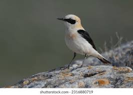 Image result for Oenanthe hispanica