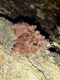 Attēlu rezultāti vaicājumam “Arcyria imperialis”