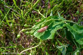 Attēlu rezultāti vaicājumam “Taphrina padi”