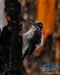 Attēlu rezultāti vaicājumam “Picoides tridactylus adult”