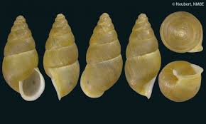 Attēlu rezultāti vaicājumam “Ena montana”