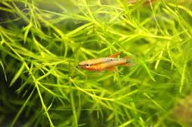 Image result for Aphyosemion