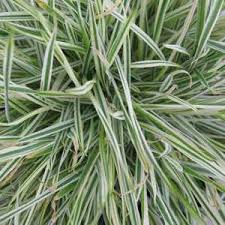 Attēlu rezultāti vaicājumam “Holcus mollis”