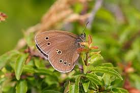 Attēlu rezultāti vaicājumam “Aphantopus hyperantus upperside”