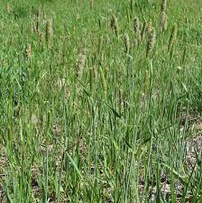 Attēlu rezultāti vaicājumam “Phleum pratense”
