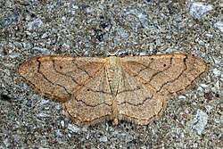 Attēlu rezultāti vaicājumam “Idaea aversata”