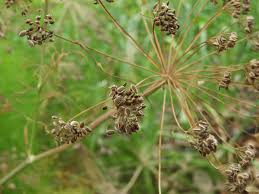 Attēlu rezultāti vaicājumam “Anethum graveolens”