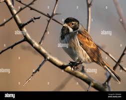 Attēlu rezultāti vaicājumam “Emberiza schoeniclus male”