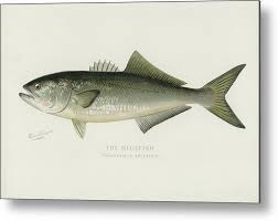 Image result for Pomatomus saltatrix