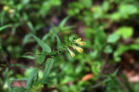 Attēlu rezultāti vaicājumam “Melampyrum pratense bud”