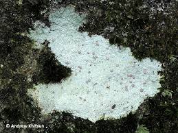 Attēlu rezultāti vaicājumam “Icmadophila ericetorum”