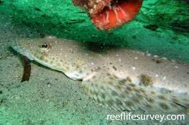 Image result for Platycephalus richardsoni