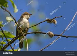 Attēlu rezultāti vaicājumam “Acrocephalus dumetorum”