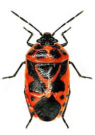 Attēlu rezultāti vaicājumam “Eurydema dominulus”