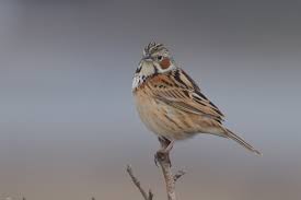Image result for Emberiza fucata