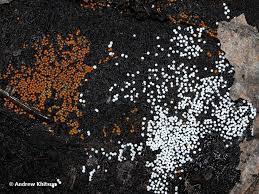 Attēlu rezultāti vaicājumam “Trichia varia”