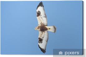 Attēlu rezultāti vaicājumam “Buteo lagopus”