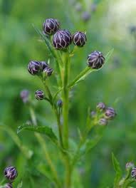 Attēlu rezultāti vaicājumam “Serratula tinctoria leaf”