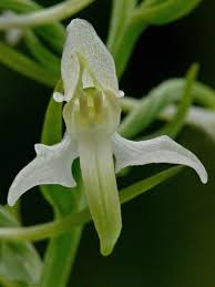 Attēlu rezultāti vaicājumam “Platanthera bifolia flower”