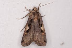 Attēlu rezultāti vaicājumam “Xestia c-nigrum”