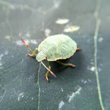 Attēlu rezultāti vaicājumam “Palomena prasina nymph”