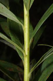 Attēlu rezultāti vaicājumam “Solidago canadensis leaf”