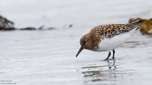 Attēlu rezultāti vaicājumam “Calidris alba adult”