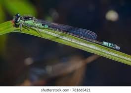 Attēlu rezultāti vaicājumam “Coenagrion armatum male”