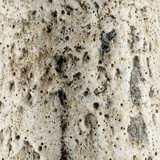 Attēlu rezultāti vaicājumam “Arthonia byssacea”