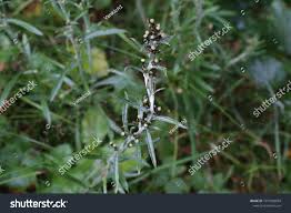 Attēlu rezultāti vaicājumam “Gnaphalium sylvaticum flower”