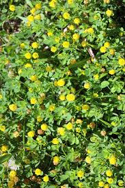 Attēlu rezultāti vaicājumam “Trifolium aureum leaf”