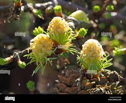Attēlu rezultāti vaicājumam “Larix kaempferi female flower”