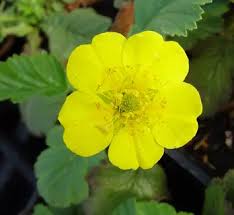 Attēlu rezultāti vaicājumam “Waldsteinia geoides flower”