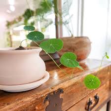 Attēlu rezultāti vaicājumam “Trichia erecta stalked”