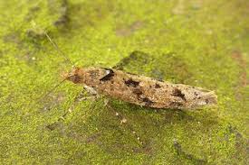 Attēlu rezultāti vaicājumam “Ypsolophidae”