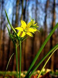 Attēlu rezultāti vaicājumam “Gagea lutea leaf”