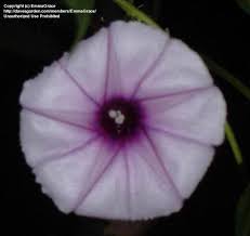 Image result for Ipomoea Lavender