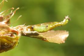 Attēlu rezultāti vaicājumam “Argyresthia spinosella”