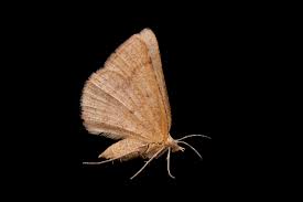 Attēlu rezultāti vaicājumam “Geometridae”