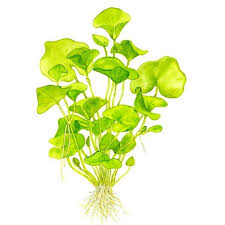 Image result for Seekanne