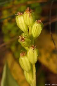 Attēlu rezultāti vaicājumam “Liparis loeselii bud”