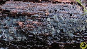 Attēlu rezultāti vaicājumam “Mollisia cinerea”