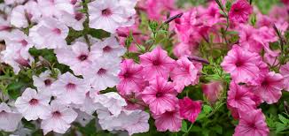 Image result for Petunie