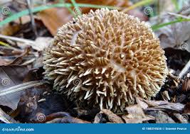 Attēlu rezultāti vaicājumam “Lycoperdon echinatum”