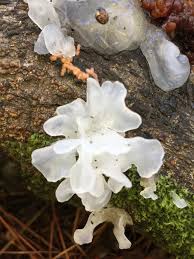 Attēlu rezultāti vaicājumam “Tremella ramalinae”